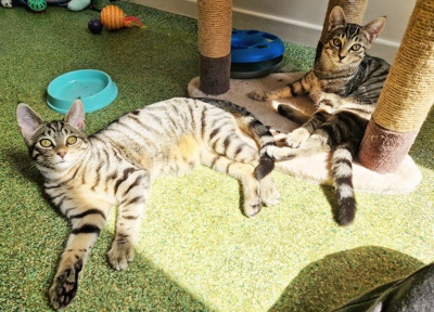 Fifi & Rory